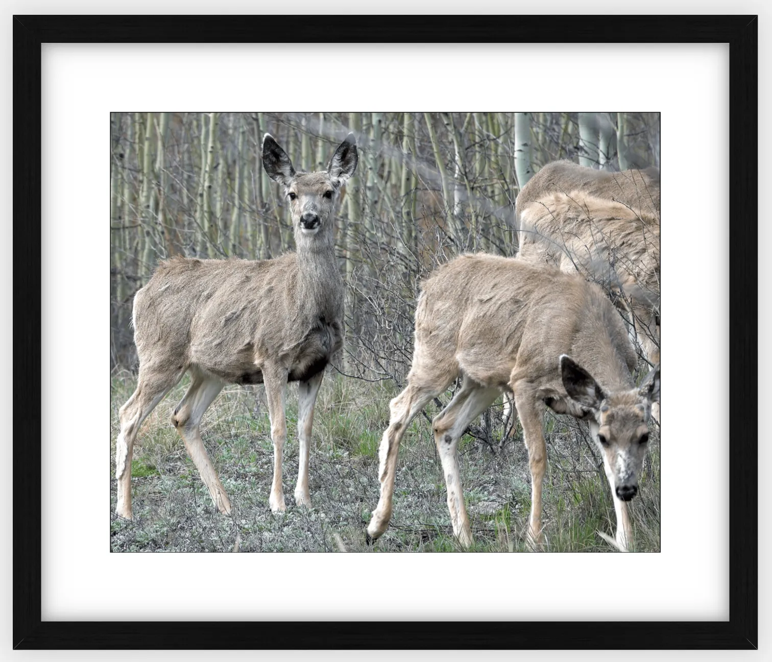 Mule Deer Aspens Framed Print