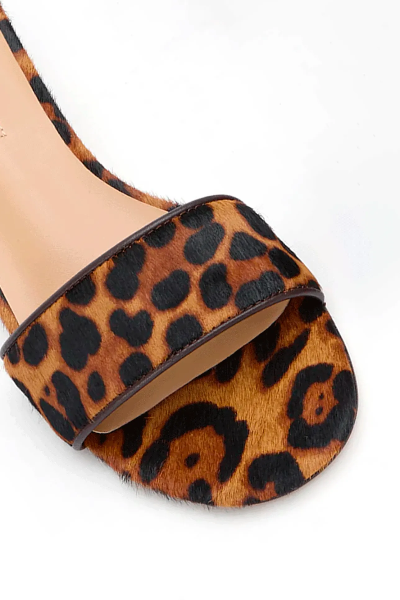 PENNY LEOPARDO